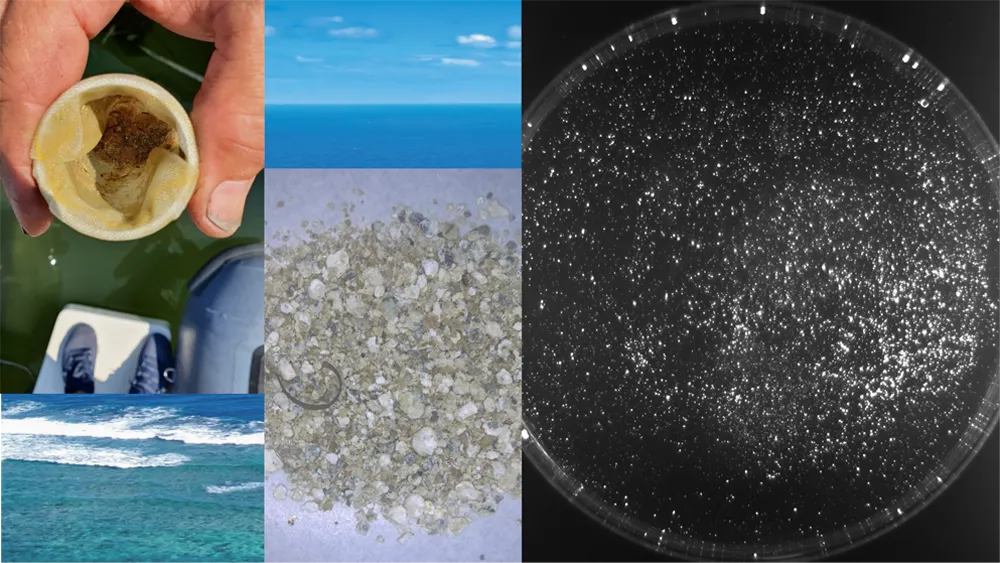 Research on Protein-Based Microplastic Identification Technology